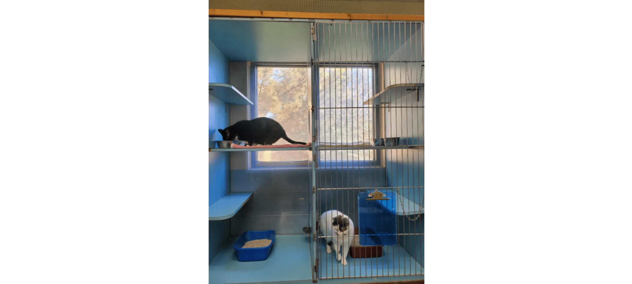 Two cats that are boarded in the cattery at Overland Animal Hospital and Pet Resort - a black cat is perched on the second story eating, while a white and grey cat is standing near a litter box on the lower level